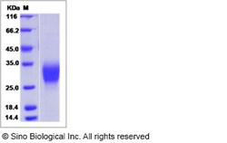 Sino Biological Recombinant Mouse Erythropoietin/EPO Protein, Quantity: