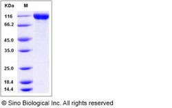 Sino Biological Mouse Contactin 2 / CNTN2 Protein (His Tag) 100ug, Quantity: