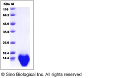 Sino Biological Recombinant Mouse MIP-1 alpha/CCL3 Protein, Quantity: Each