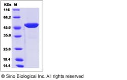 Sino Biological Recombinant Mouse interferon-alpha/IFNA5 Protein (hFc Tag),