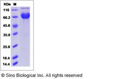 Sino Biological Recombinant Mouse JAML/AMICA Protein (hFc Tag), Quantity: