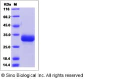 Sino Biological Mouse Ephrin B3 / EFNB3 Protein (His Tag) 100ug, Quantity: