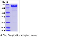 Sino Biological Recombinant Mouse CRELD2 Protein (hFc Tag), Quantity: Each