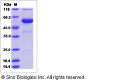 Sino Biological Recombinant Mouse CRISP1 Protein (hFc Tag), Quantity: Each