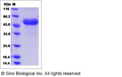 Sino Biological Recombinant Mouse Tnfrsf26 Protein (hFc Tag), Quantity:
