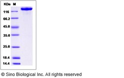 Sino Biological Mouse CHL-1 Protein (Fc Tag) 50ug, Quantity: Each of 1
