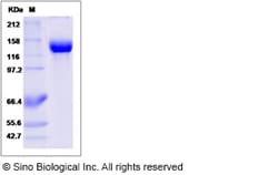 Sino Biological Recombinant Mouse Siglec-2/CD22 Protein (hFc Tag), HPLC-verified,