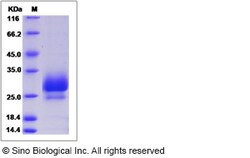 Sino Biological Recombinant Mouse IL-28A/Interferon lambda-2 Protein (His