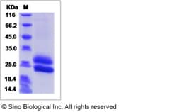 Sino Biological Recombinant Mouse IL-28B/Interferon lambda-3 Protein (His