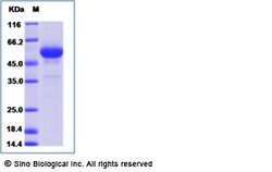 Sino Biological Recombinant Mouse OX40 Ligand/TNFSF4 Protein (mFc Tag),