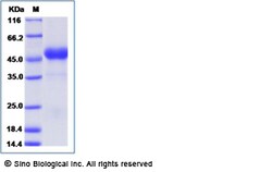 Sino Biological Recombinant Mouse OX40 Ligand/TNFSF4 Protein (rFc Tag),