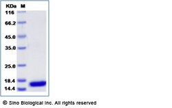Sino Biological Recombinant Mouse Ccl21a Protein, Quantity: Each of 1