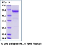 Sino Biological Mouse CD300LF protein (Fc Tag) 50ug, Quantity: Each of