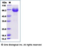 Sino Biological Recombinant Mouse ILT3/LILRB4 Protein (hFc Tag), Quantity: