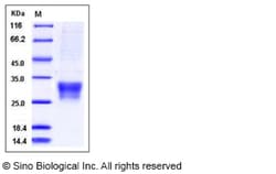 Sino Biological Recombinant Ferret CD8 alpha Protein (His Tag), Quantity: