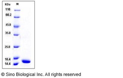 Sino Biological Recombinant Ferret TNF-alpha Protein, Quantity: Each of