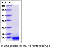 Sino Biological Danio rerio (zebrafish) BMP-2 / BMP2A Protein 20ug, Quantity: