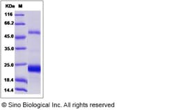 Sino Biological VEGF165 Protein, Danio rerio (zebrafish), Recombinant,