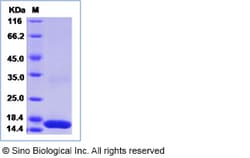 Sino Biological Recombinant Rabbit IL-17A Protein, Quantity: Each of 1