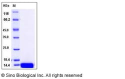 Sino Biological Recombinant Canine EGF Protein (His Tag), Quantity: Each