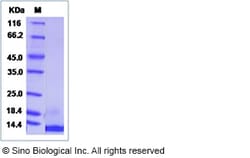 Sino Biological Recombinant Canine EGF Protein, Quantity: Each of 1