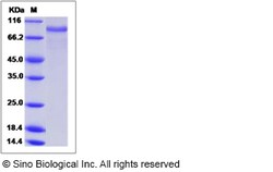 Sino Biological Recombinant Canine EGFR Protein (His Tag), HPLC-verified,