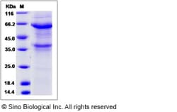 Sino Biological Recombinant Canine ANGPTL1 Protein (hFc Tag), Quantity: