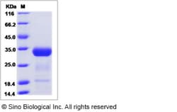 Sino Biological Recombinant Canine Angiopoietin-2/ANGPT2 Protein (His Tag),