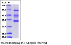 Sino Biological Recombinant Canine IGFBP5 Protein (hFc Tag), Quantity: