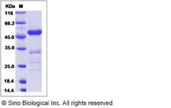 Sino Biological Recombinant Canine FGF-9 Protein (mFc Tag), Quantity: Each