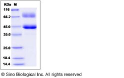 Sino Biological Canine ALK-2 / ACVR1 / ALK2 Protein (Fc Tag) 200ug, Quantity: