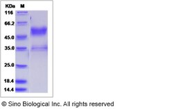 Sino Biological Recombinant Canine BMPR1A/ALK-3 Protein (hFc Tag), Quantity: