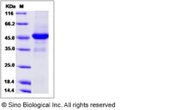 Sino Biological Recombinant Canine CD40 Ligand/TNFSF5 Protein (mFc Tag),