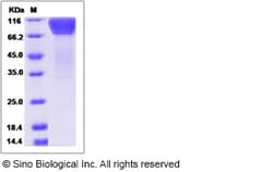 Sino Biological Recombinant Canine Fractalkine/CX3CL1 Protein (hFc Tag),