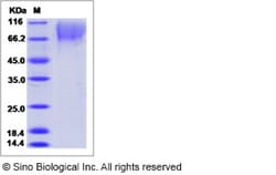 Sino Biological Canine Fractalkine / CX3CL1 Protein (His Tag) 100ug, Quantity: