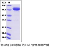 Sino Biological Canine IL13RA2 / IL13R Protein (Fc Tag) 100ug, Quantity: