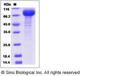 Sino Biological Canine IL18R1 Protein (Fc Tag) 100ug, Quantity: Each of