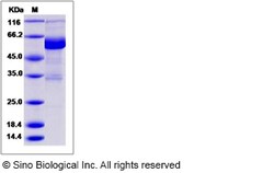 Sino Biological Recombinant Canine IL22RA1 Protein (hFc Tag), Quantity: