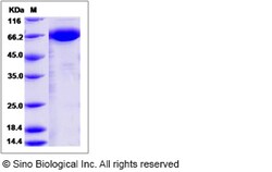 Sino Biological Recombinant Canine Neuregulin-1/NRG1 Protein (ECD, hFc