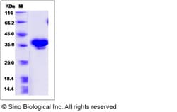 Sino Biological Canine NRG1 / Neuregulin 1 Protein (EGF Domain, Fc Tag)