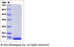 Sino Biological Recombinant Canine Neuregulin-1/NRG1 Protein (His Tag),