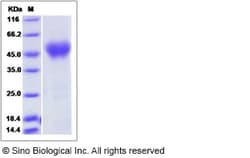 Sino Biological Recombinant Canine Neuregulin-1/NRG1 Protein (ECD), Quantity:
