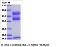 Sino Biological Recombinant Canine TGF beta 1 Protein (Latent, His Tag),
