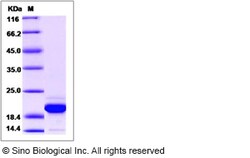 Sino Biological Recombinant Canine FGF12 Protein, Quantity: Each of 1