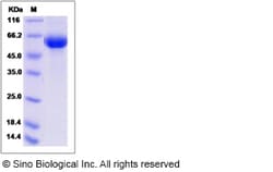 Sino Biological Recombinant Canine TrkA Protein (His Tag), Quantity: Each