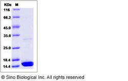 Sino Biological Recombinant Canine IL-17A Protein, Quantity: Each of 1