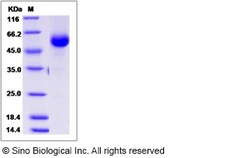 Sino Biological Recombinant Canine CD40/TNFRSF5 Protein (hFc Tag), Quantity: