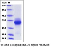 Sino Biological Recombinant Canine CD40/TNFRSF5 Protein (His Tag), Quantity: