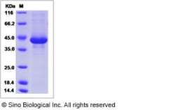 Sino Biological Canine CD3e / CD3 epsilon Protein (Fc Tag) 100ug, Quantity: