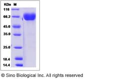 Sino Biological Recombinant Canine CD2 Protein (hFc Tag), Quantity: Each